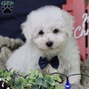 Peppermint (tiny), Bichon Frise Puppy